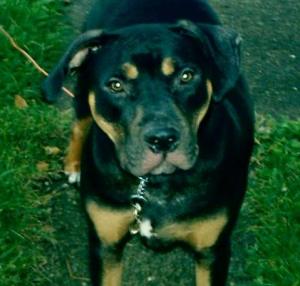 Kristy K. James dog Jack