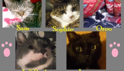 Feline Breakfast Club