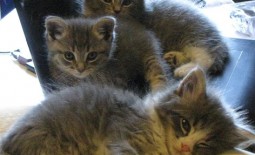 sleepy cats