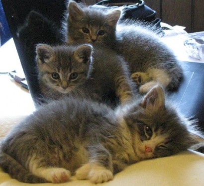 sleepy cats