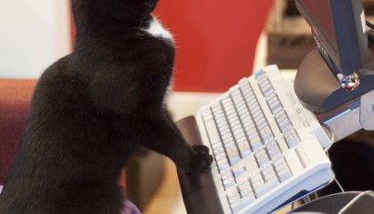 cat at computer