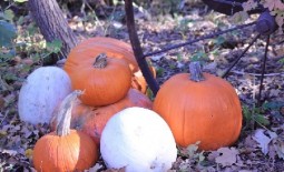 pumpkns and wheel
