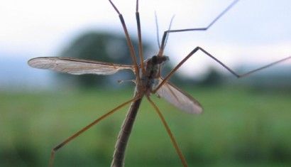 mosquito - morguefile