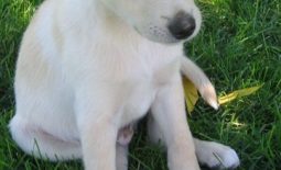 yellow-lab-puppy-2045_640-pixabay